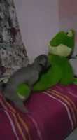 Free download Crazy Dog VS Plush free photo or picture to be edited with GIMP online image editor