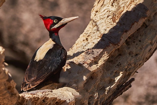 Free download cream backed woodpecker bird animal free picture to be edited with GIMP free online image editor