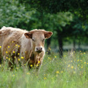 Cream brown cow  screen for extension Chrome web store in OffiDocs Chromium