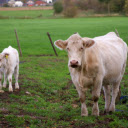 Cream colored cow  screen for extension Chrome web store in OffiDocs Chromium