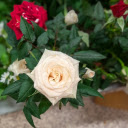 Cream colored roses  screen for extension Chrome web store in OffiDocs Chromium