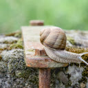 Cream colored snail  screen for extension Chrome web store in OffiDocs Chromium