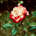 Cream Red Rose  screen for extension Chrome web store in OffiDocs Chromium