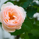 Cream Rose  screen for extension Chrome web store in OffiDocs Chromium