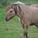 Creamy Brown Horse  screen for extension Chrome web store in OffiDocs Chromium