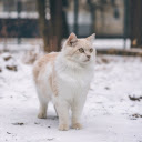 Creamy furry cat  screen for extension Chrome web store in OffiDocs Chromium