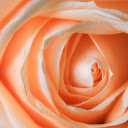 Creamy Yellow Rose  screen for extension Chrome web store in OffiDocs Chromium