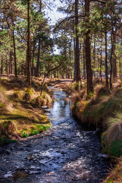 Бесплатно скачать ручей вода лес Мексика походы бесплатная картинка для редактирования в GIMP бесплатный онлайн-редактор изображений