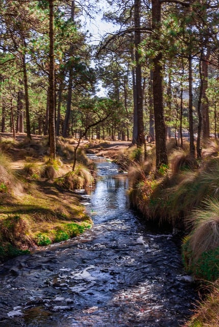 Free download creek water forest mexico hiking free picture to be edited with GIMP free online image editor