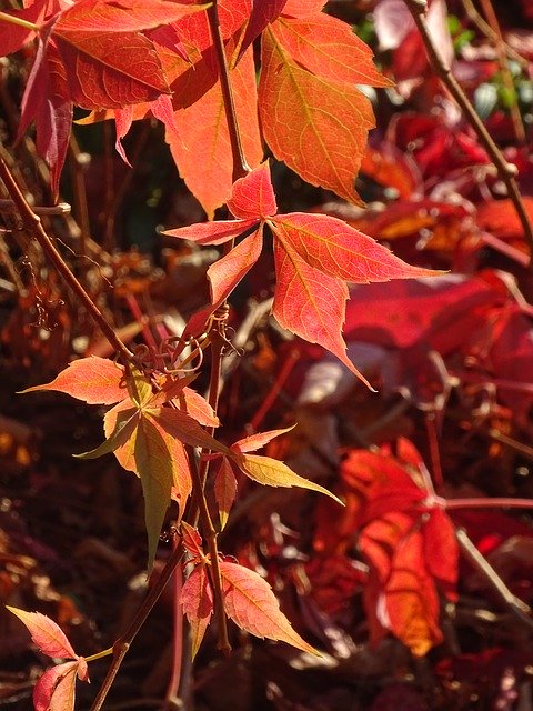 Bezpłatne pobieranie Creeper Foliage Red - bezpłatne zdjęcie lub obraz do edycji za pomocą internetowego edytora obrazów GIMP