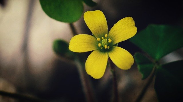 Free download Creeping Woodsorrel Flower Head -  free photo or picture to be edited with GIMP online image editor