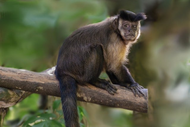 Free download crested capuchin monkey animal free picture to be edited with GIMP free online image editor