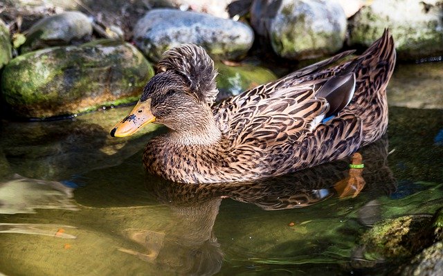 Free picture Crested Duck Bird -  to be edited by GIMP free image editor by OffiDocs