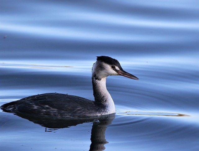Template Photo Crested Grebe Bird Water -  for OffiDocs