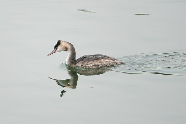 Free download crested grebe bird wildlife free picture to be edited with GIMP free online image editor