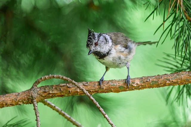 Free download crested tit bird tit songbird free picture to be edited with GIMP free online image editor