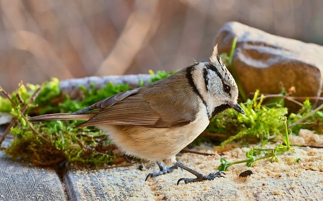 Free download crested tit tit bird animal wings free picture to be edited with GIMP free online image editor