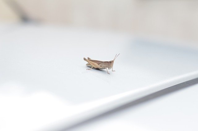 Descărcare gratuită Cricket Car Insect - fotografie sau imagini gratuite pentru a fi editate cu editorul de imagini online GIMP