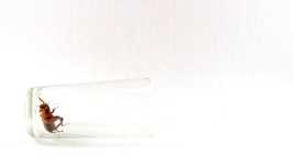 Free download Cricket Nature Insect -  free video to be edited with OpenShot online video editor