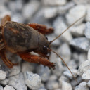 Cricket on the rock  screen for extension Chrome web store in OffiDocs Chromium
