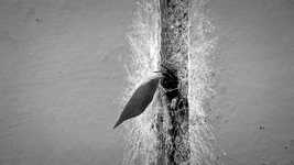 Free download Cricket Spider -  free video to be edited with OpenShot online video editor