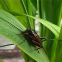 cricket wallpaper  screen for extension Chrome web store in OffiDocs Chromium