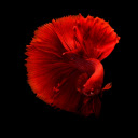 Crimson Betta Elegance Theme  screen for extension Chrome web store in OffiDocs Chromium
