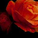 Crimson Dew  screen for extension Chrome web store in OffiDocs Chromium
