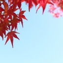 Crimson Foliage Against a Clear Sky  screen for extension Chrome web store in OffiDocs Chromium