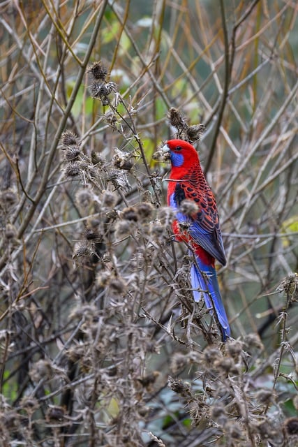Free download crimson rosella rosella parrot bird free picture to be edited with GIMP free online image editor