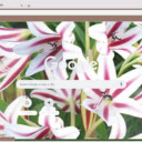 Crinum Lily  screen for extension Chrome web store in OffiDocs Chromium