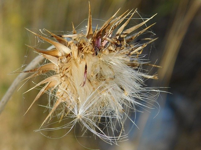 Téléchargement gratuit Croatie Plant Nature - photo ou image gratuite à éditer avec l'éditeur d'images en ligne GIMP