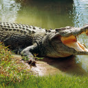 Crocodile  screen for extension Chrome web store in OffiDocs Chromium