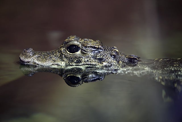 Gratis download Crocodile Alligator Reptile - gratis foto of afbeelding om te bewerken met GIMP online afbeeldingseditor