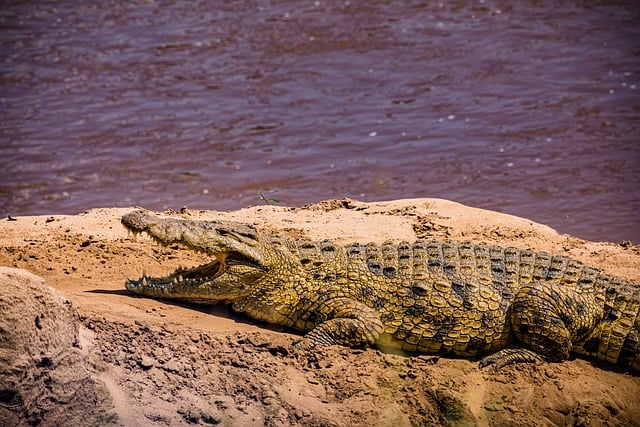 Free download crocodile alligator wild animals free picture to be edited with GIMP free online image editor