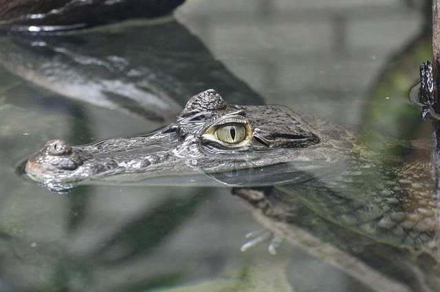 Téléchargement gratuit Crocodile Alligator Zoo - photo ou image gratuite à éditer avec l'éditeur d'images en ligne GIMP