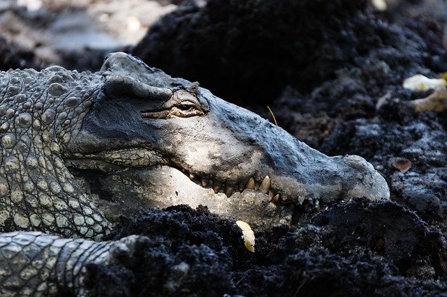 Free download Crocodile Animal Reptile Close -  free photo or picture to be edited with GIMP online image editor