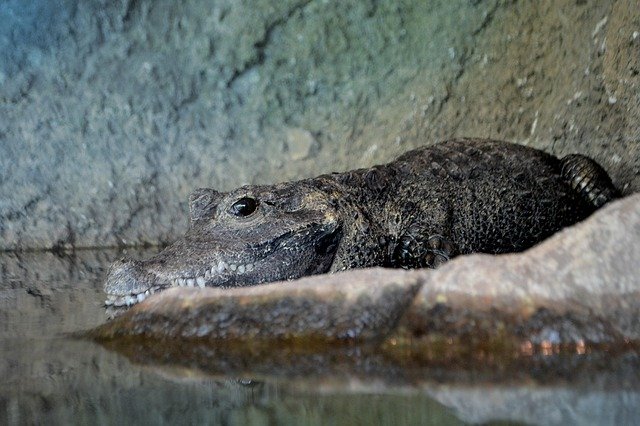 Descarga gratuita Crocodile Animal Wildlife: foto o imagen gratuita para editar con el editor de imágenes en línea GIMP