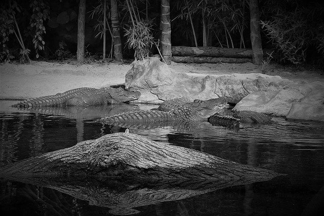 Free download Crocodile Beast Wild World -  free photo or picture to be edited with GIMP online image editor