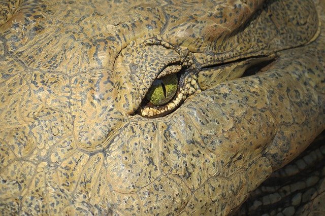 Download gratuito Crocodile Eye Reptile - foto o immagine gratuita da modificare con l'editor di immagini online di GIMP