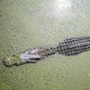 Crocodile hides under duckweed  screen for extension Chrome web store in OffiDocs Chromium