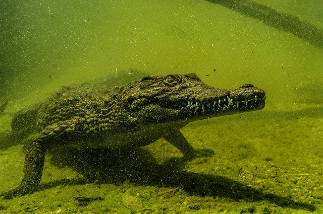 Gratis download Crocodile Nile - gratis gratis foto of afbeelding om te bewerken met GIMP online afbeeldingseditor