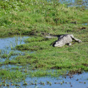 Crocodile on the grass  screen for extension Chrome web store in OffiDocs Chromium