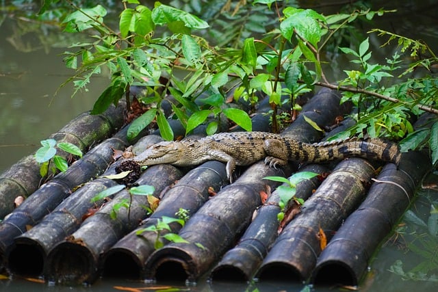 Free download crocodile pond animal reptile free picture to be edited with GIMP free online image editor