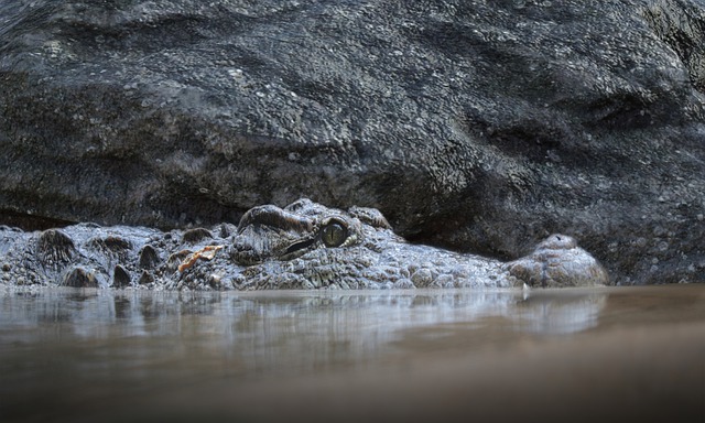 Free download crocodile pond nature reptile free picture to be edited with GIMP free online image editor