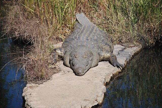 Muat turun percuma Crocodile Predator Carnivore - foto atau gambar percuma untuk diedit dengan editor imej dalam talian GIMP