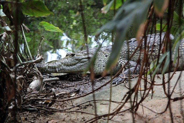 Free download Crocodile Predator Reptile -  free photo or picture to be edited with GIMP online image editor