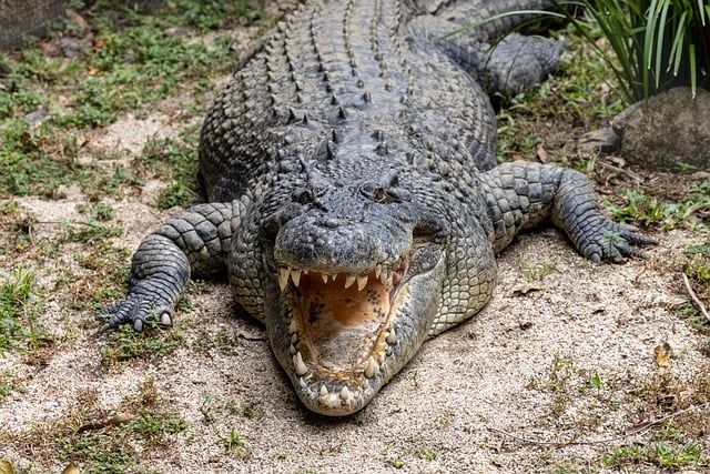 Free download crocodile reptile alligator free picture to be edited with GIMP free online image editor