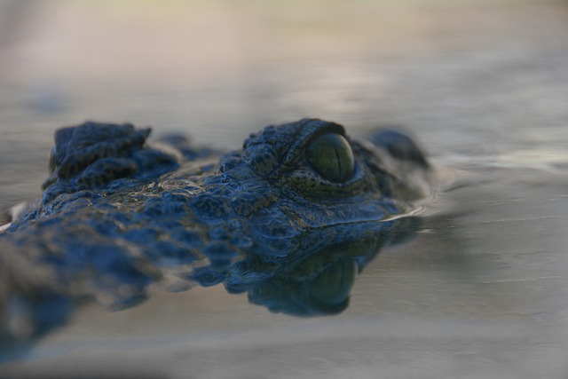 Free download crocodile reptile eve dusk water free picture to be edited with GIMP free online image editor