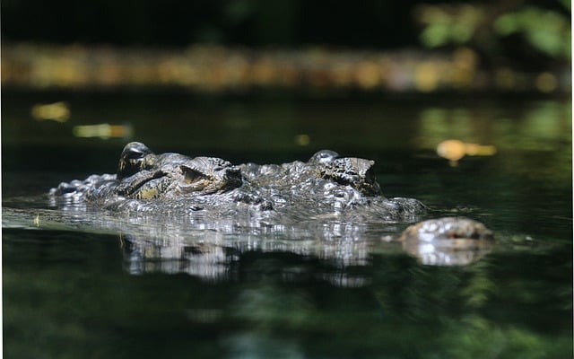 Téléchargement gratuit d'une image gratuite de la faune de la rivière des reptiles de crocodile à modifier avec l'éditeur d'images en ligne gratuit GIMP